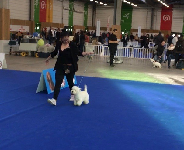 De La Douce Source - Paris dog show 