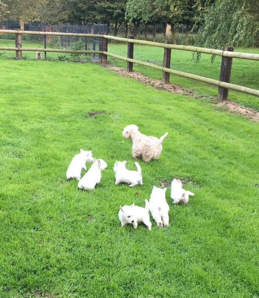 De La Douce Source - A l attention des propriétaires de nos chiots ...