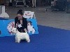  - Paris dog show 