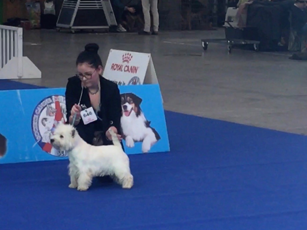 De La Douce Source - Paris dog show 