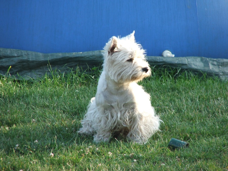 Elfie du manoir de bertinghen