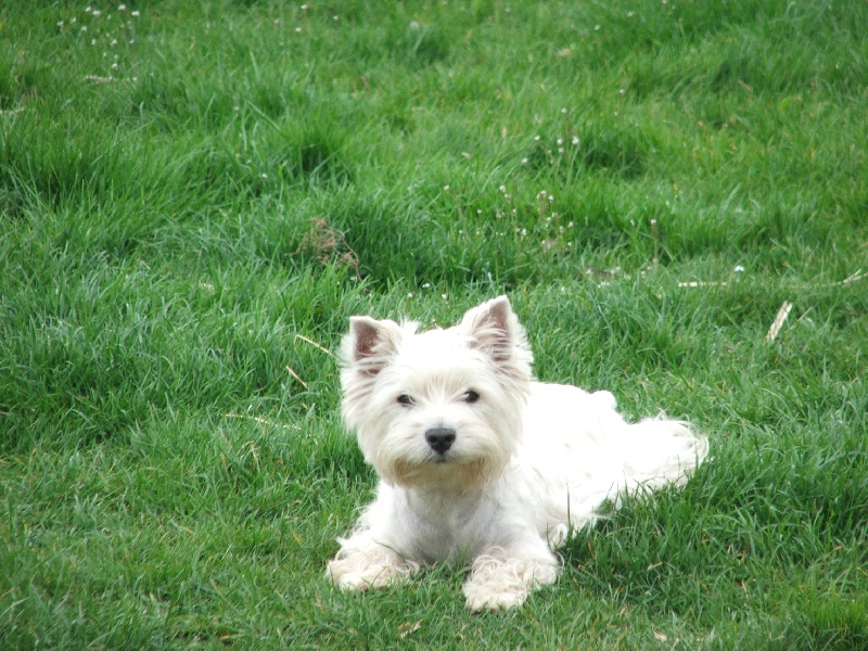 Elfie du manoir de bertinghen