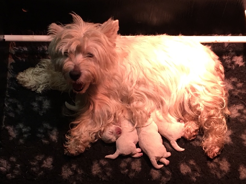 De La Douce Source - West Highland White Terrier - Portée née le 27/11/2016