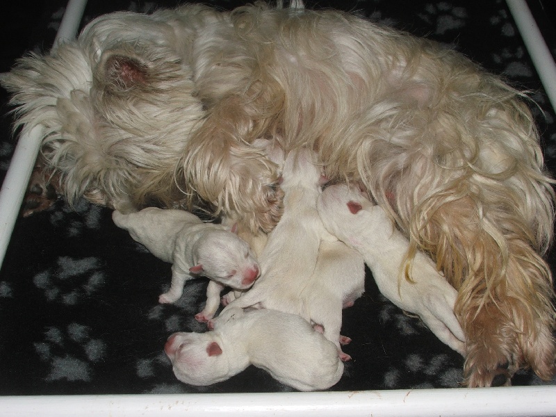 De La Douce Source - West Highland White Terrier - Portée née le 30/08/2012