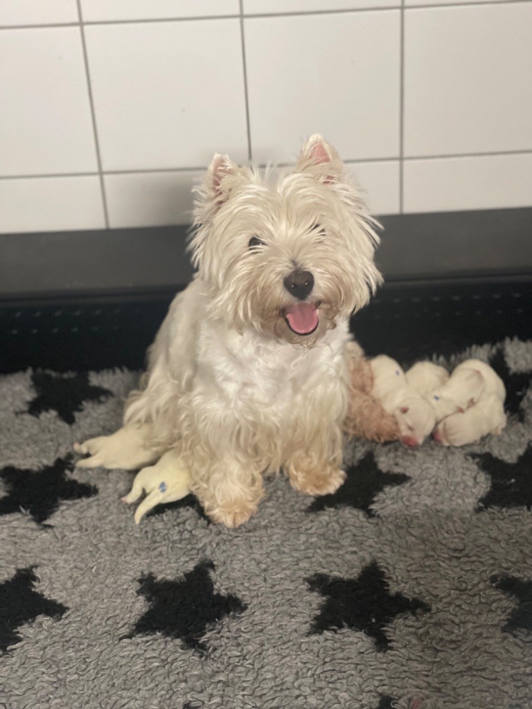 chiot West Highland White Terrier De La Douce Source