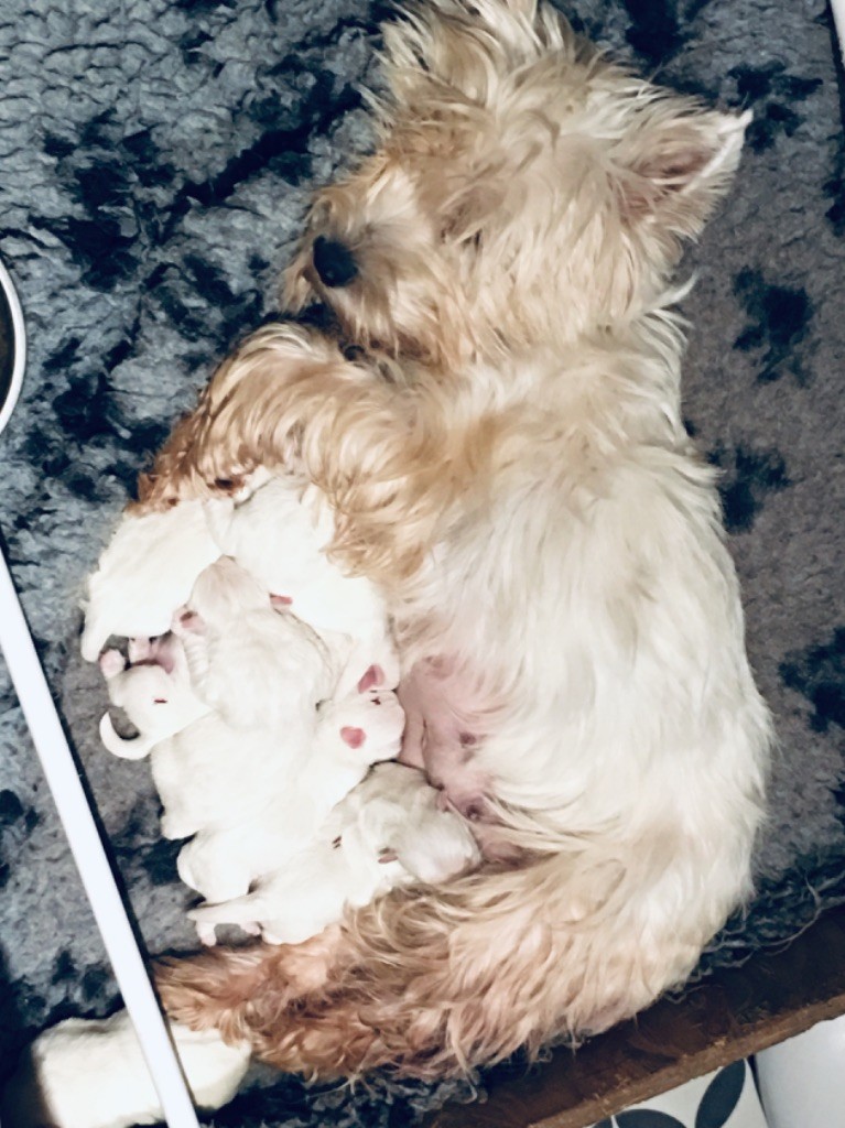 De La Douce Source - West Highland White Terrier - Portée née le 31/10/2019