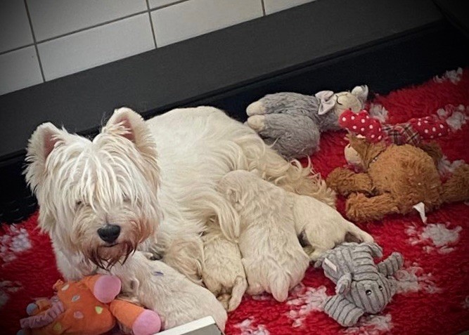 chiot West Highland White Terrier De La Douce Source