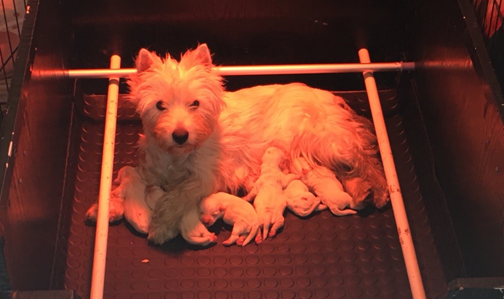 De La Douce Source - West Highland White Terrier - Portée née le 24/03/2019