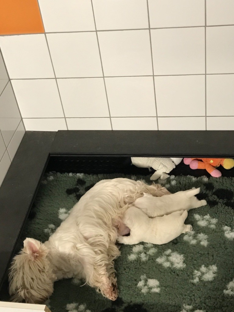 De La Douce Source - West Highland White Terrier - Portée née le 05/02/2021