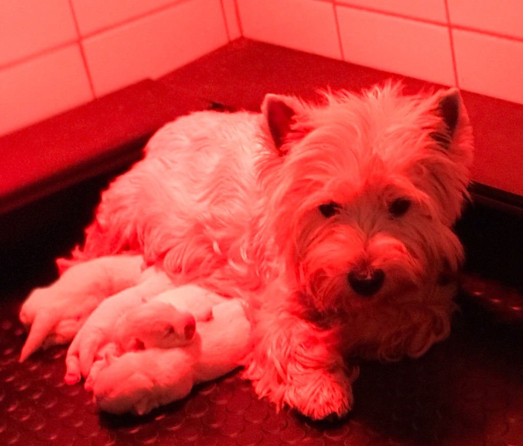 De La Douce Source - West Highland White Terrier - Portée née le 26/10/2020