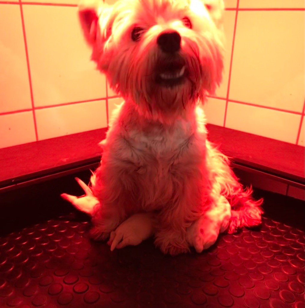 De La Douce Source - West Highland White Terrier - Portée née le 07/01/2021
