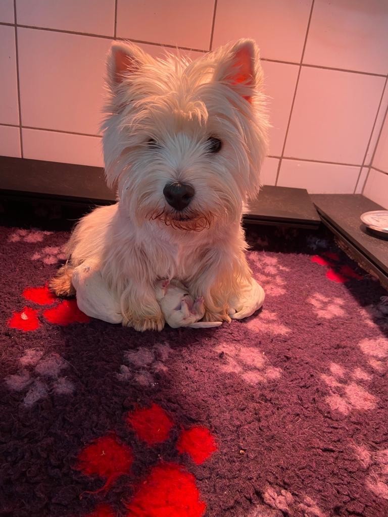 chiot West Highland White Terrier De La Douce Source