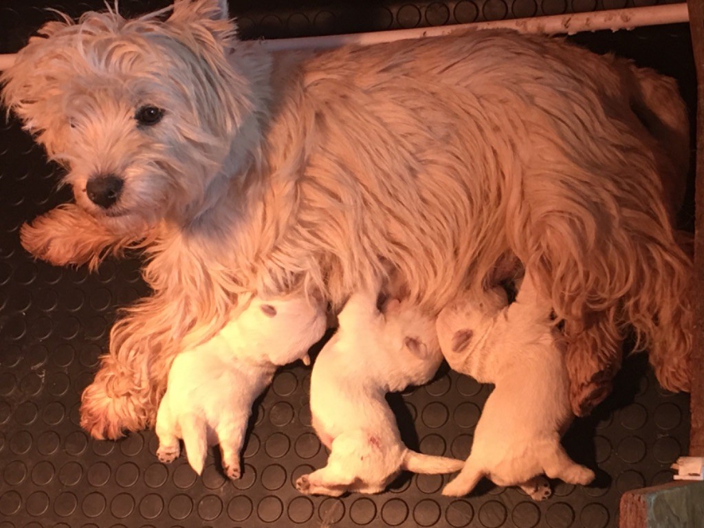 De La Douce Source - West Highland White Terrier - Portée née le 15/03/2019