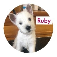 RUBY de la Douce Source