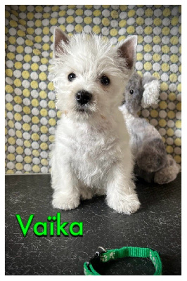 Vaïka (collier vert motif à pattes)