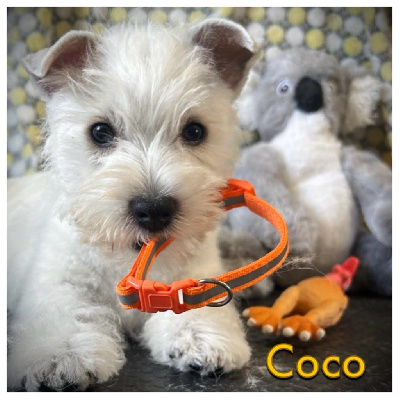 Valentina dit Coco (collier orange)