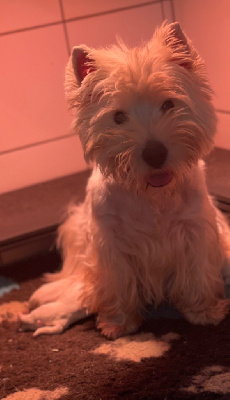 De La Douce Source - West Highland White Terrier - Portée née le 17/01/2023