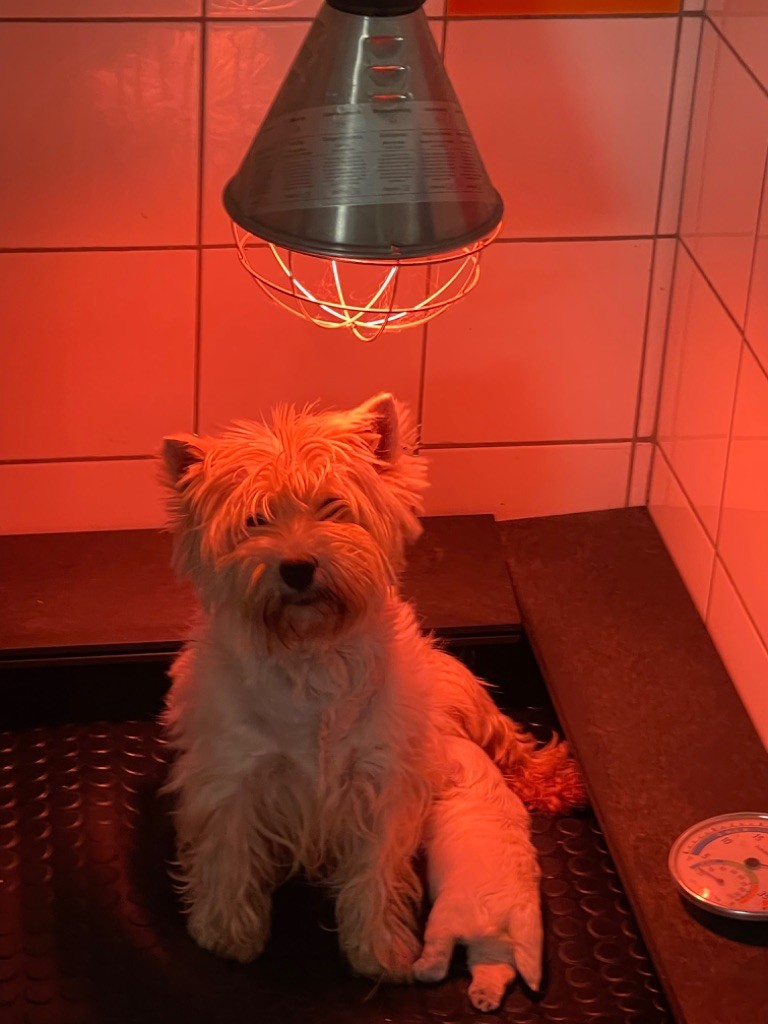 De La Douce Source - West Highland White Terrier - Portée née le 11/01/2022