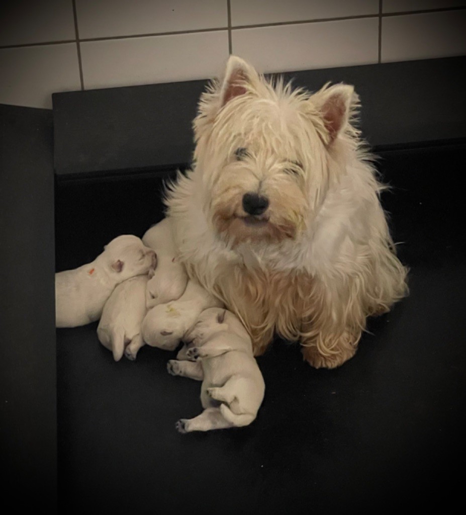 De La Douce Source - Chiot disponible  - West Highland White Terrier