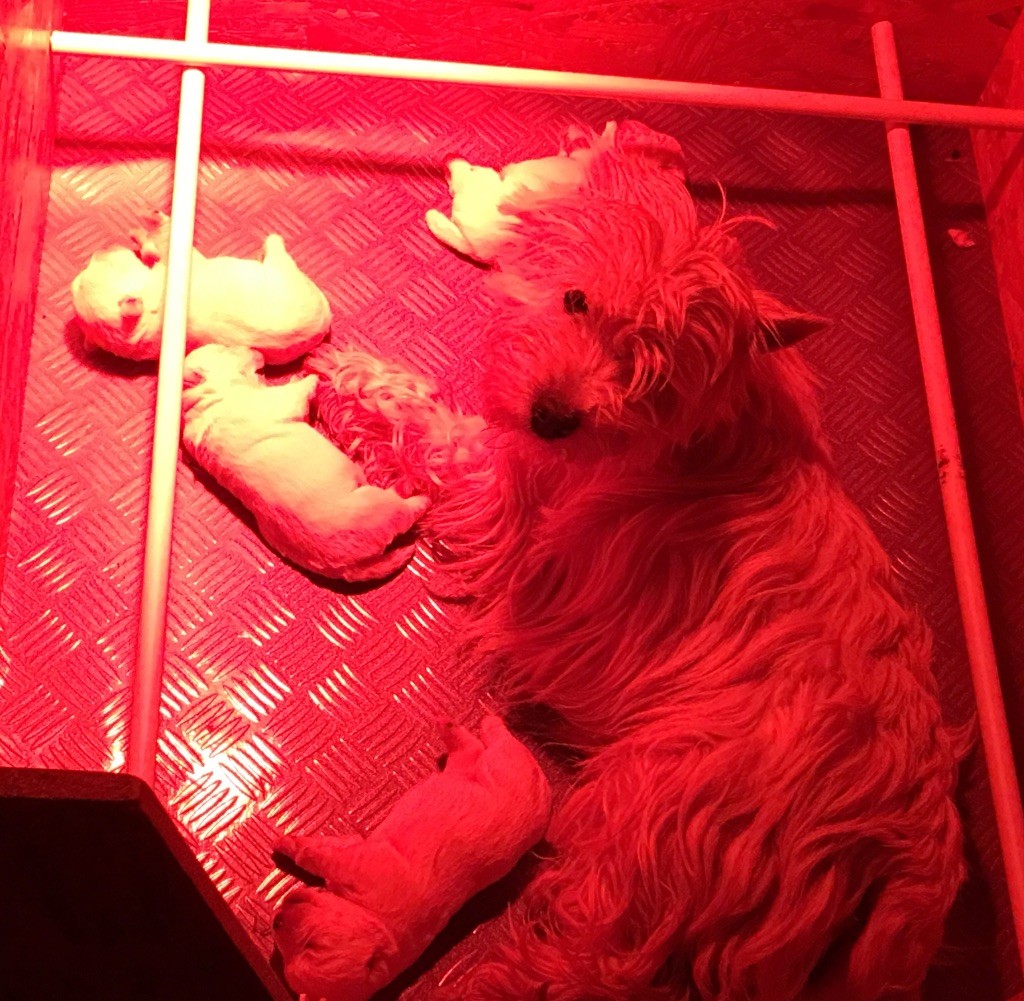 De La Douce Source - West Highland White Terrier - Portée née le 19/02/2017