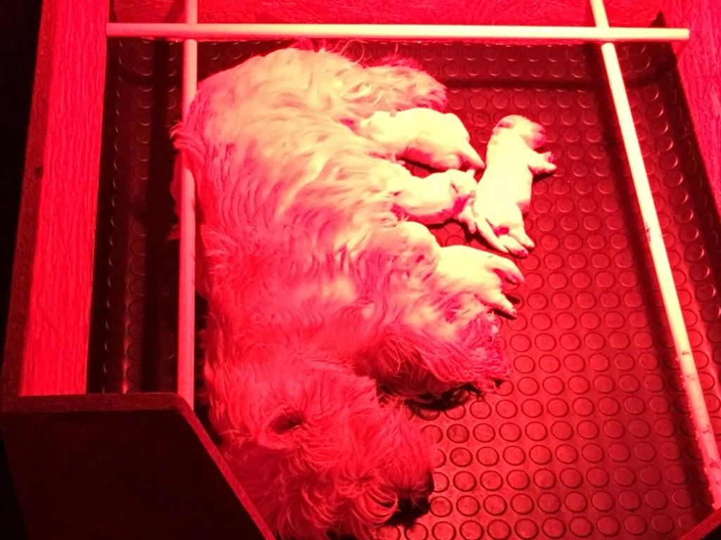 De La Douce Source - West Highland White Terrier - Portée née le 23/04/2018