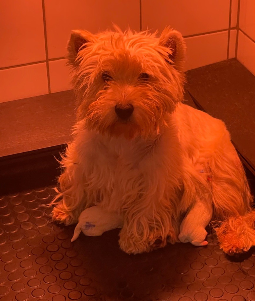 chiot West Highland White Terrier De La Douce Source