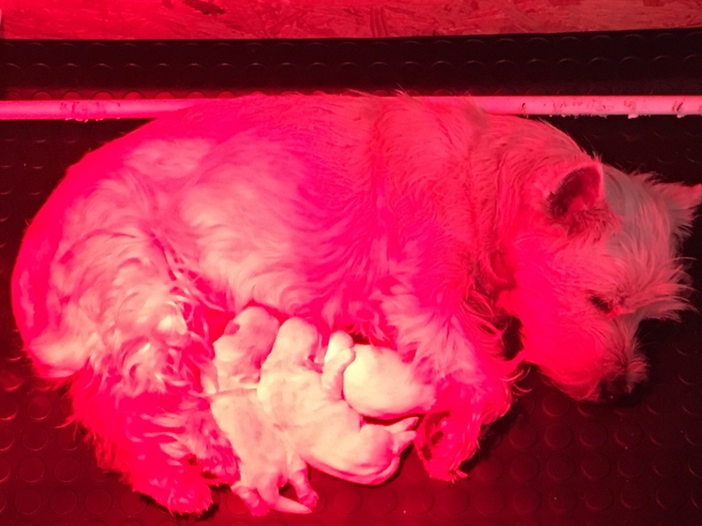 De La Douce Source - West Highland White Terrier - Portée née le 14/07/2019