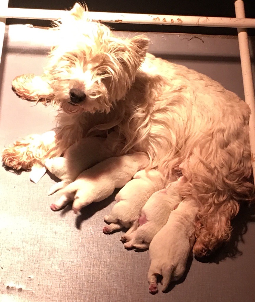 De La Douce Source - West Highland White Terrier - Portée née le 19/02/2017