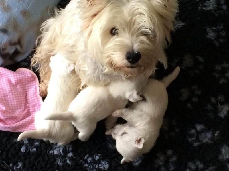De La Douce Source - West Highland White Terrier - Portée née le 14/09/2014