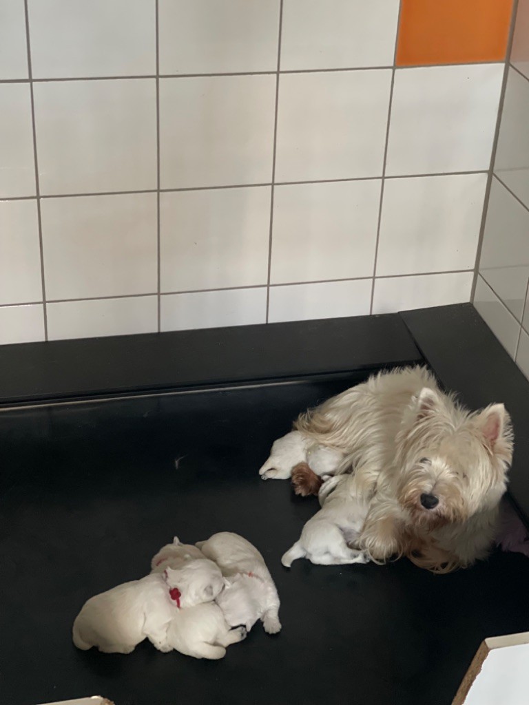 De La Douce Source - Chiot disponible  - West Highland White Terrier