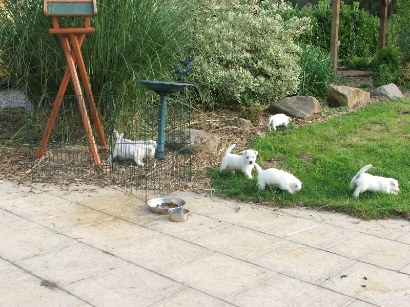 De La Douce Source - West Highland White Terrier - Portée née le 31/07/2011