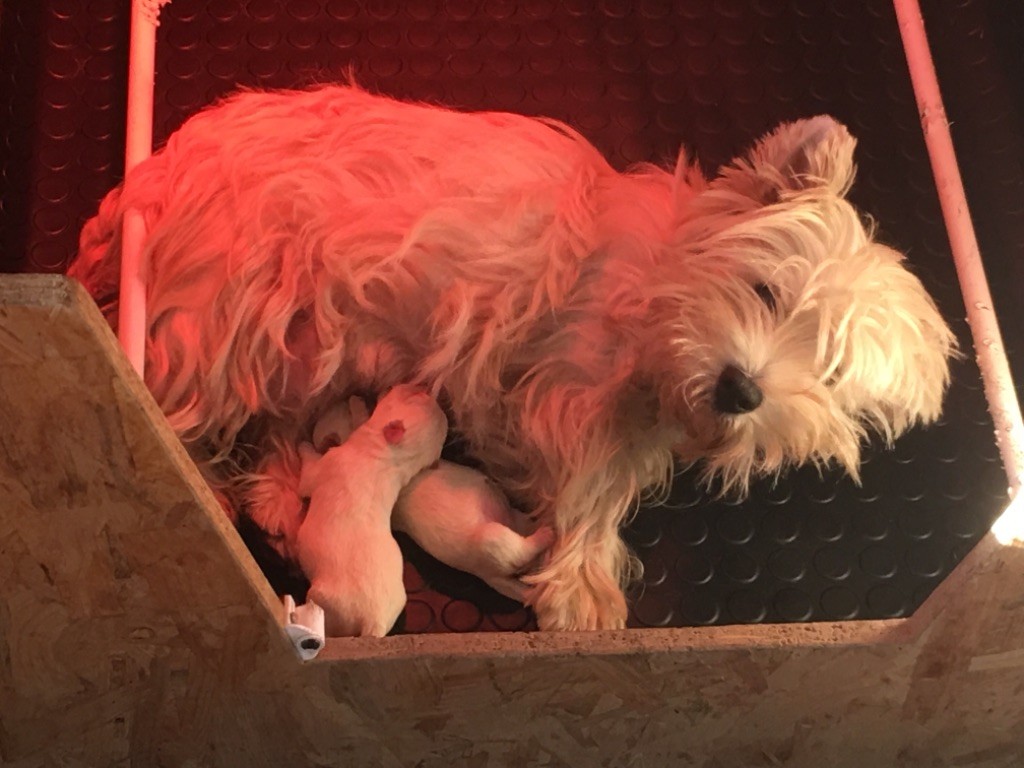 De La Douce Source - West Highland White Terrier - Portée née le 12/10/2018