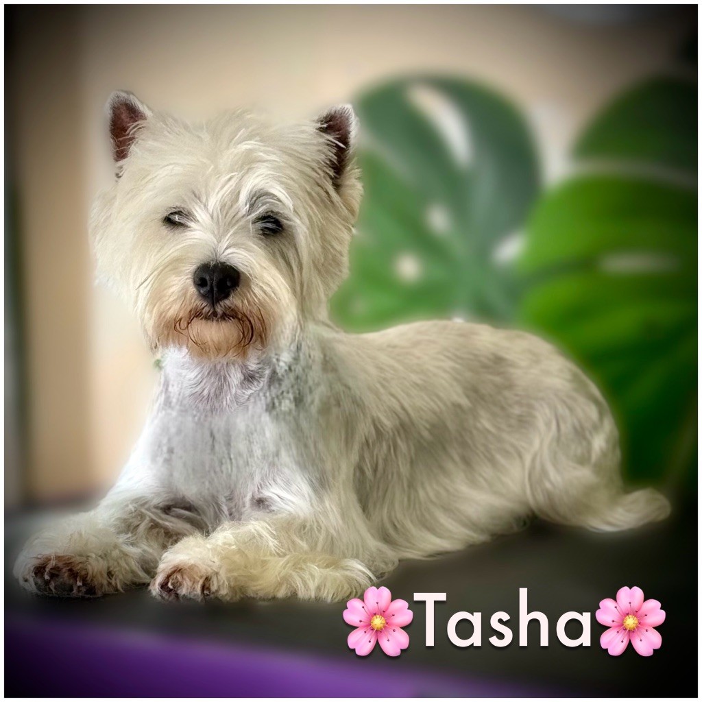 Tasha De La Douce Source
