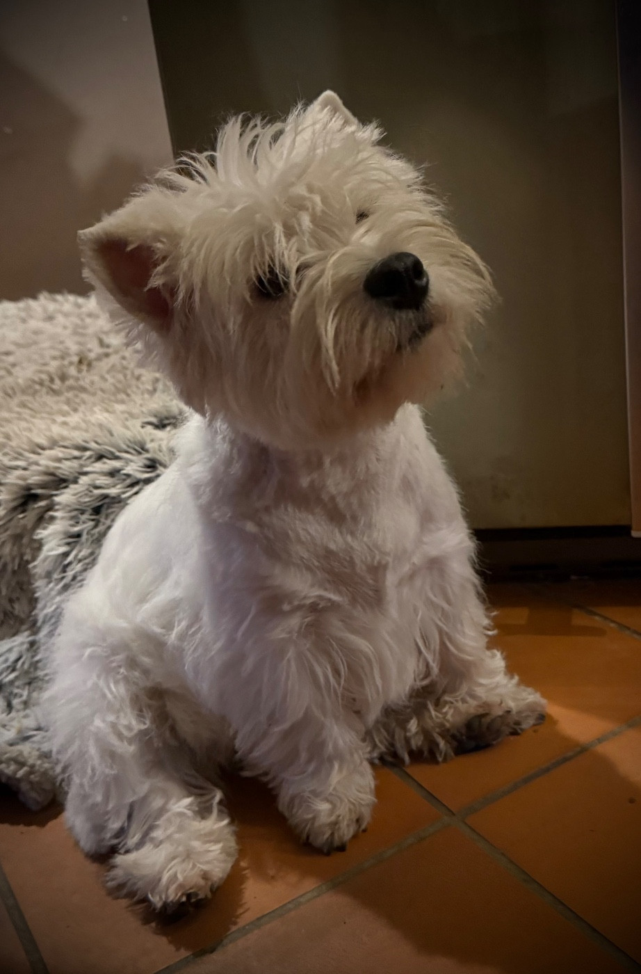 Apple De La Douce Source