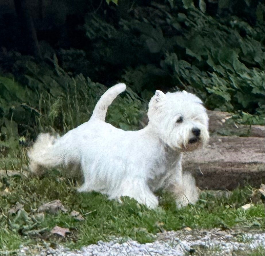 CH. My name is freddy just like my dat dit ulko darlingwest