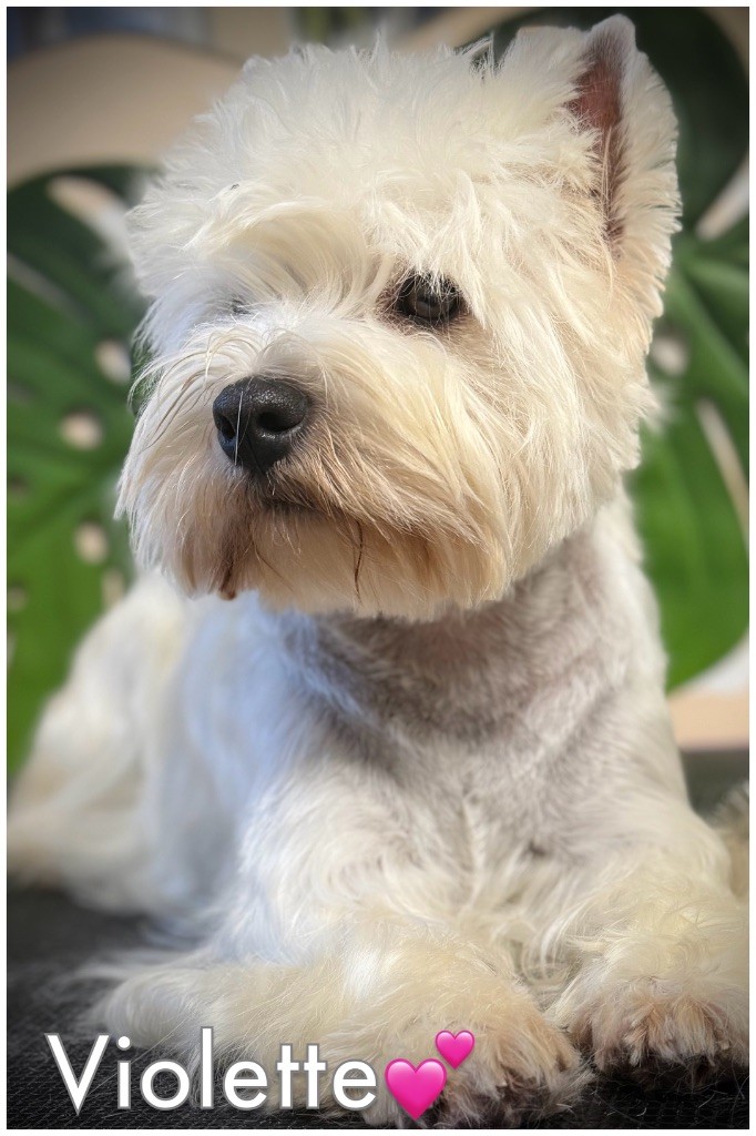 Violette De La Douce Source