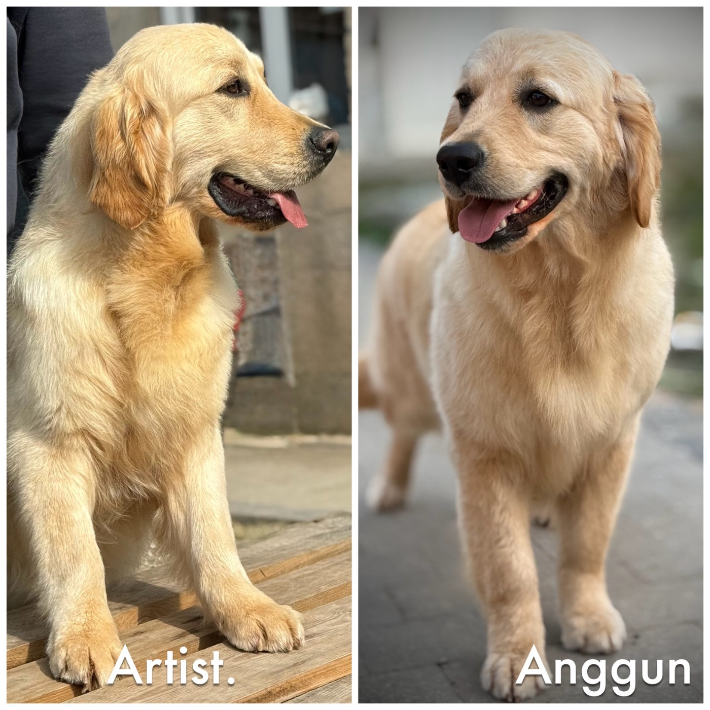 Artist et Anggun deviennent jeunes champions du Monténégro