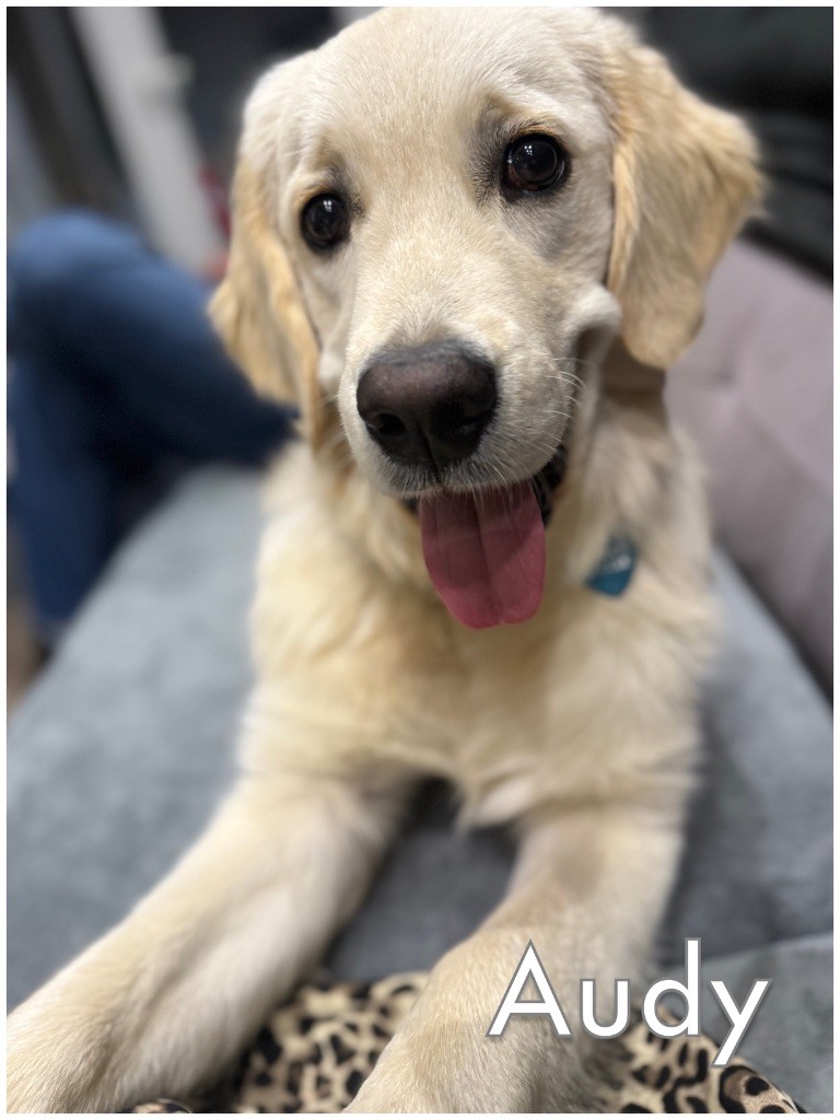 2ème album de nos chiots heureux auprès de leurs familles 