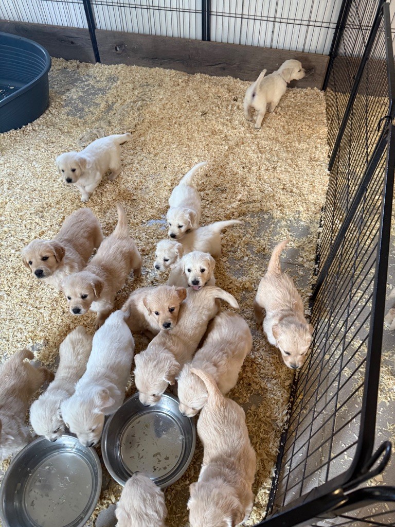 Les bébés de Stella Suzie et Toscane évoluent très bien