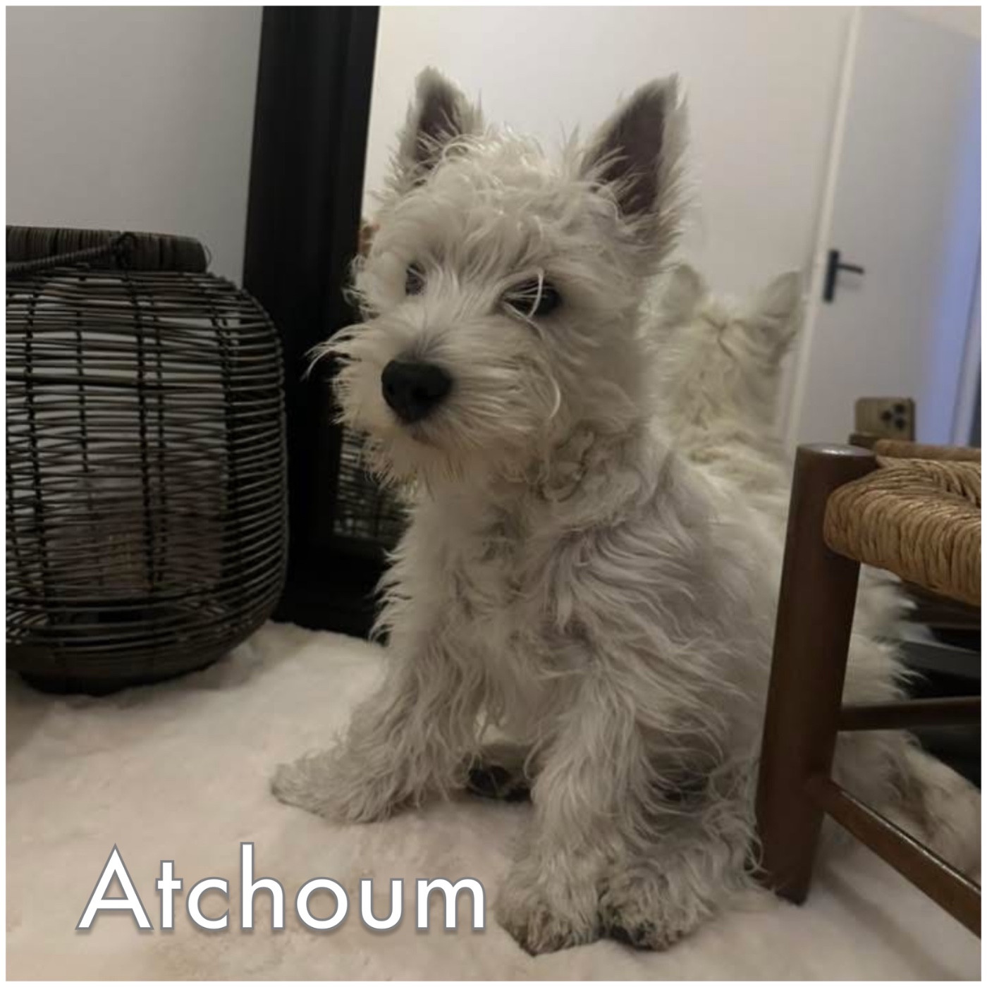 15ème album de nos loulous heureux auprès de leurs familles 