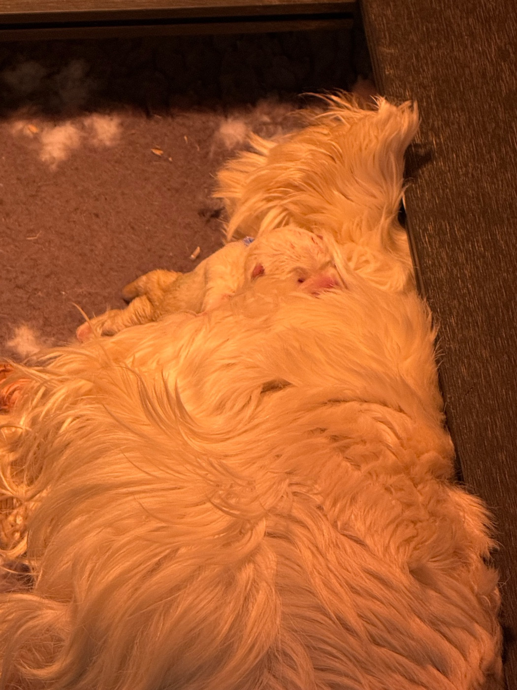 Les 2 premières semaines des bébés de Telly et Ulko