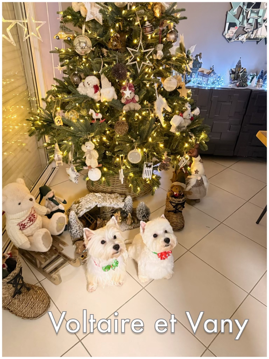 15ème album de nos loulous heureux auprès de leurs familles 