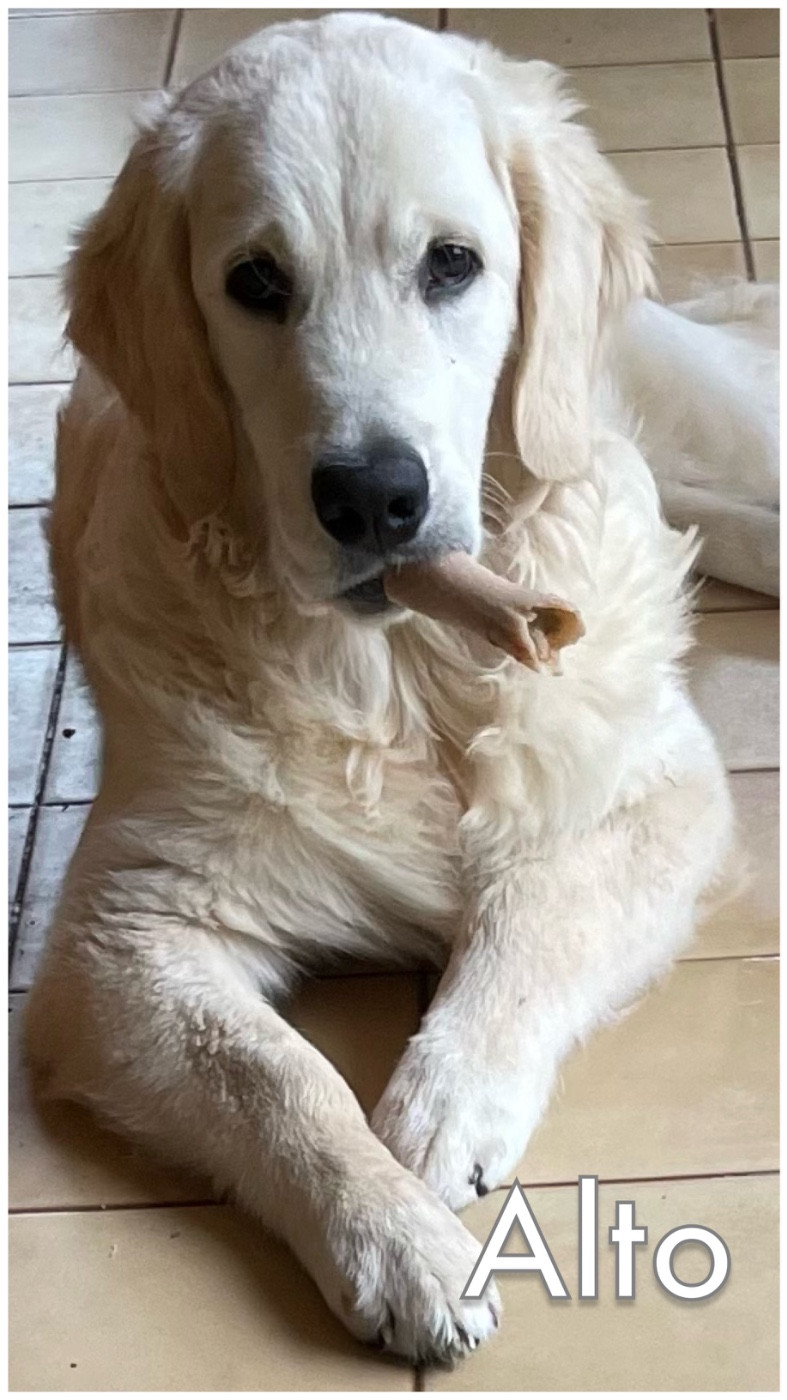 2ème album de nos chiots heureux auprès de leurs familles 