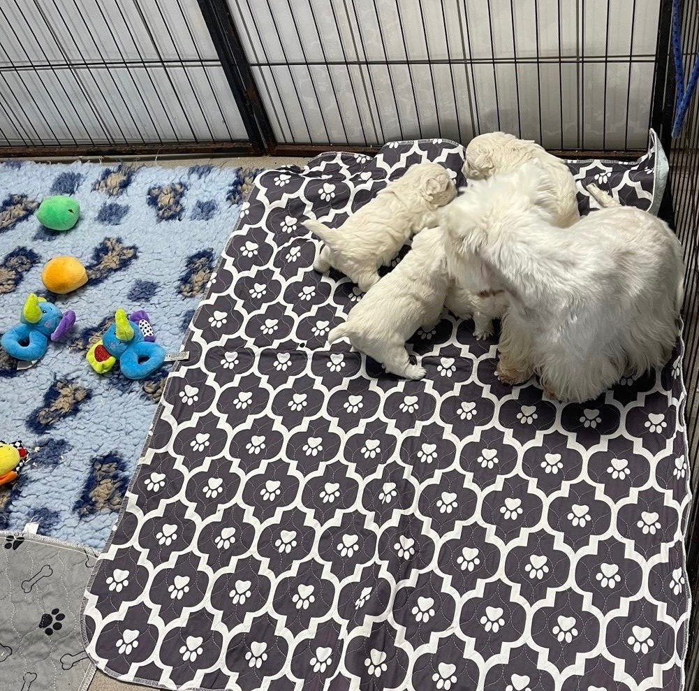 Les bébés de Telly et Ulko évoluent désormais dans un parc plus grand