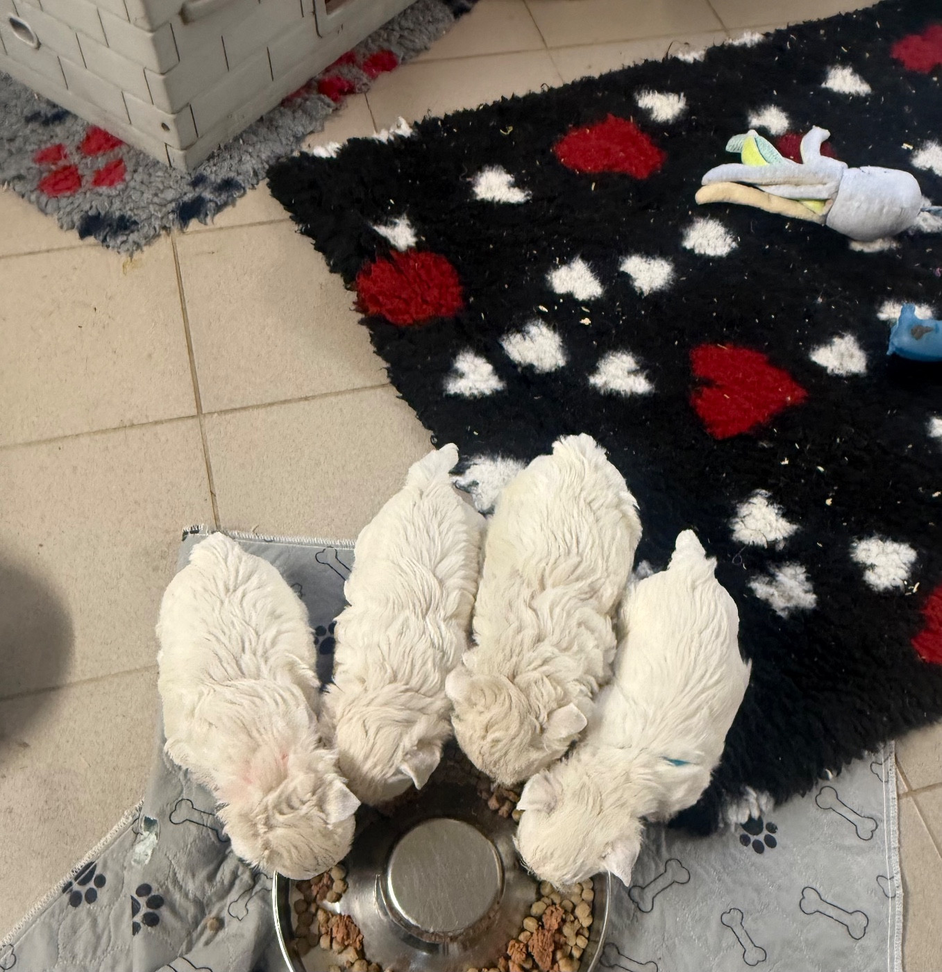 6 semaines pour les bébés