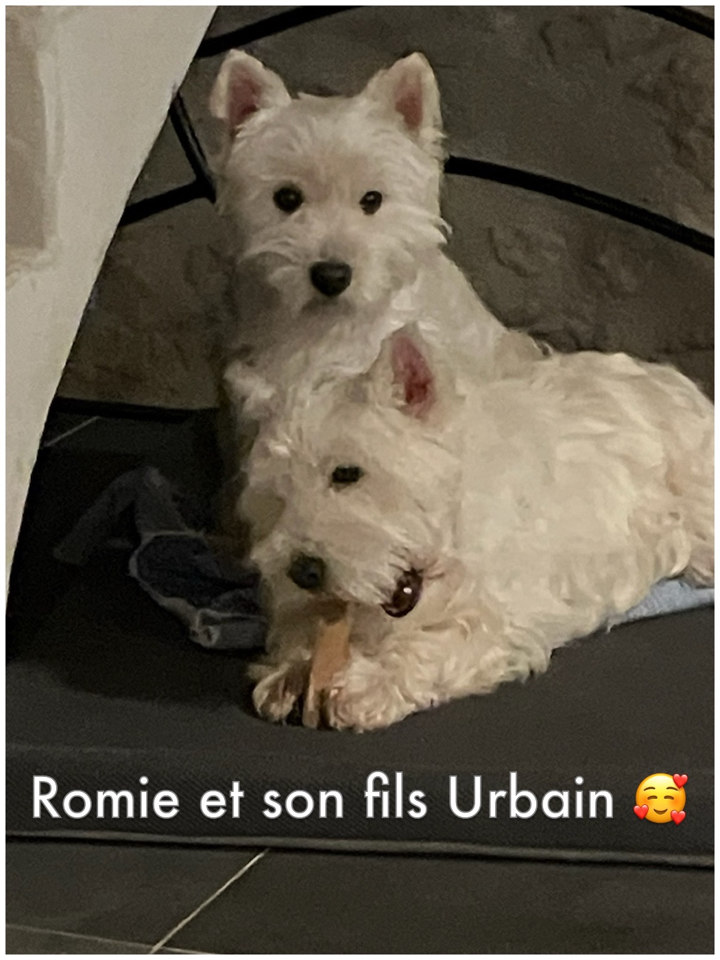 15ème album de nos loulous heureux auprès de leurs familles 