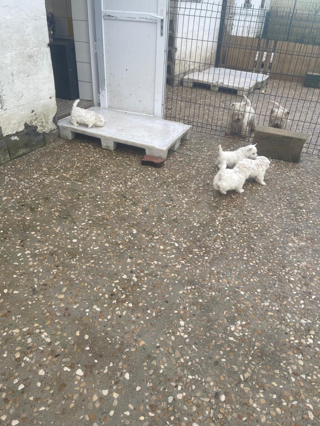 8 semaines pour les bébés de Telly et Ulko