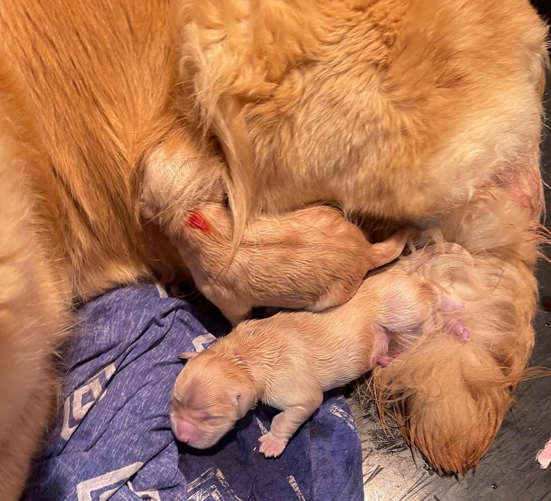 Les 2 premières semaines des bébés de Suzie et Spartacus