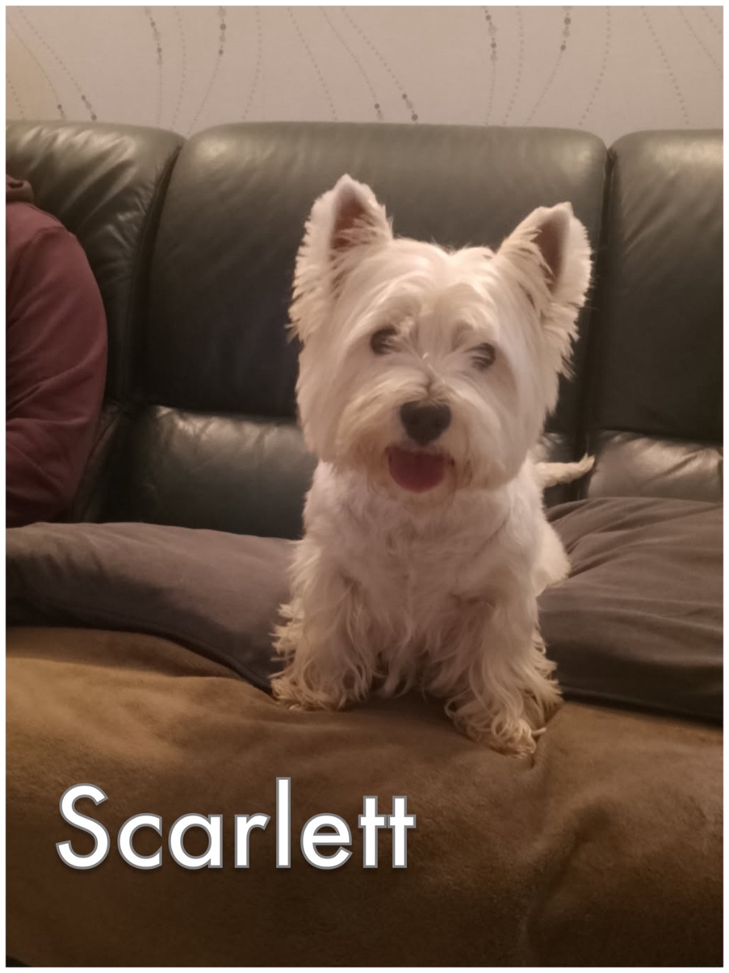 15ème album de nos loulous heureux auprès de leurs familles 