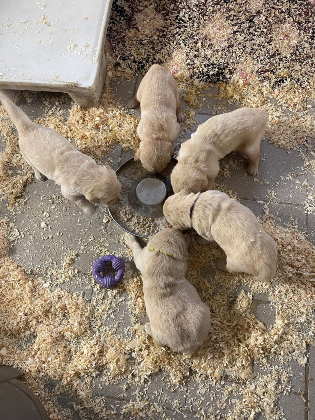 4 semaines pour les bébés de Suzie